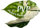 Panya's Variegated Plants logo